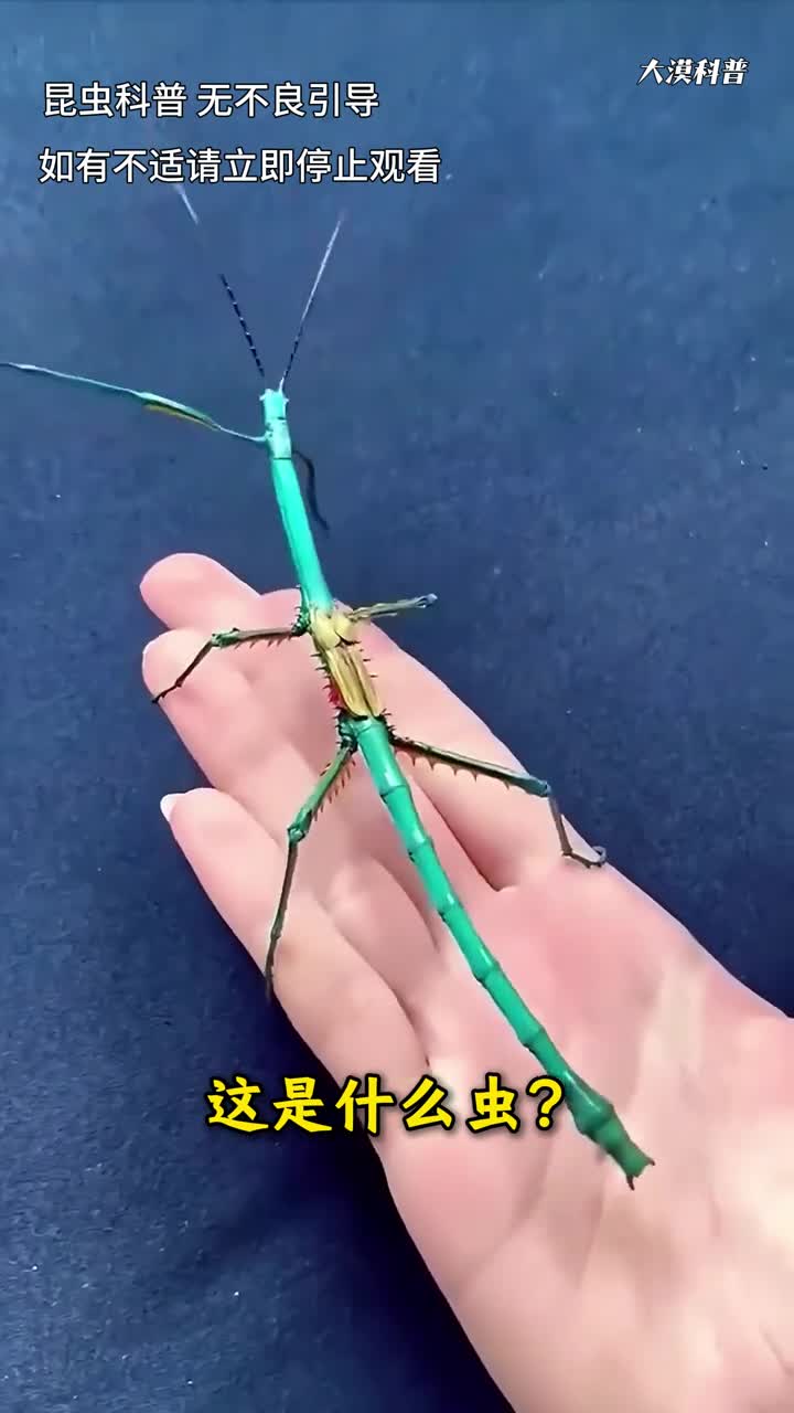 分享科普35种神奇的虫你见过几种