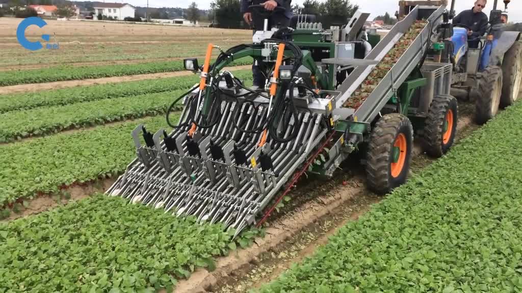 国外是如何收割萝卜的机器把萝卜被连根拔起