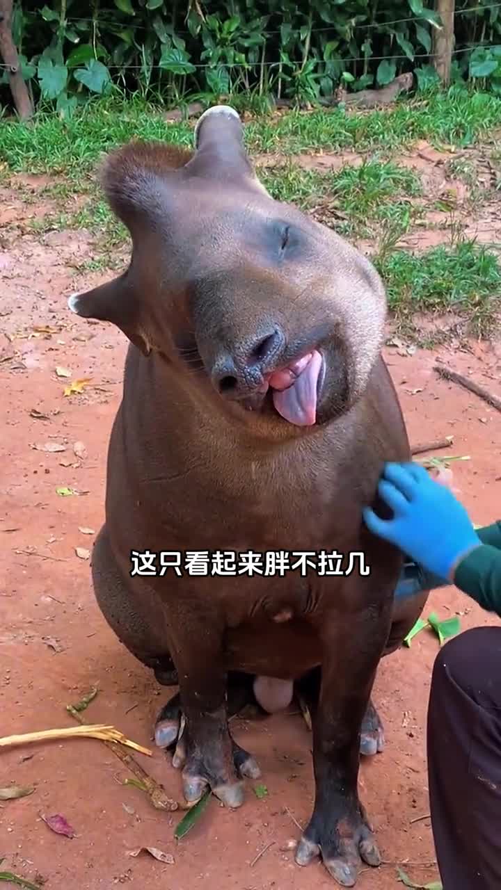 山海经中的记载的食梦兽巴西貘