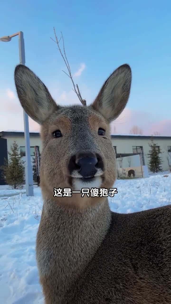 傻狍子是东北三大神兽之一