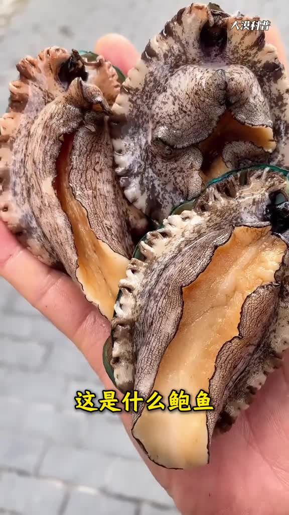 分享8种鲍鱼你要是都吃过算我输