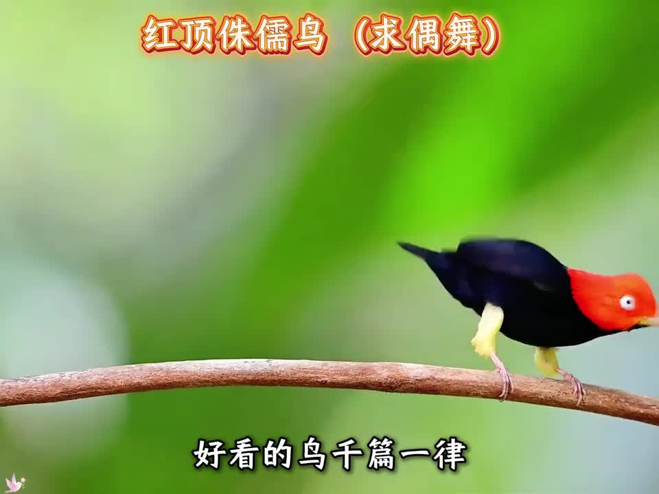 好看的鸟千篇一律有趣的鸟却万里挑一那些鸟类中的显眼包鸟类中的跳舞高手最后一个堪称舞林霸主