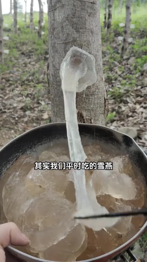 雪燕是一种什么玩意跟燕窝有关系吗