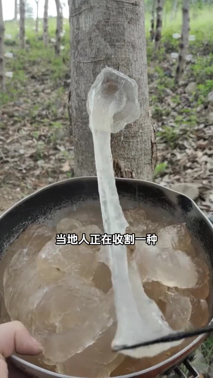 雪燕不是燕窝这之间没有半毛钱的关系