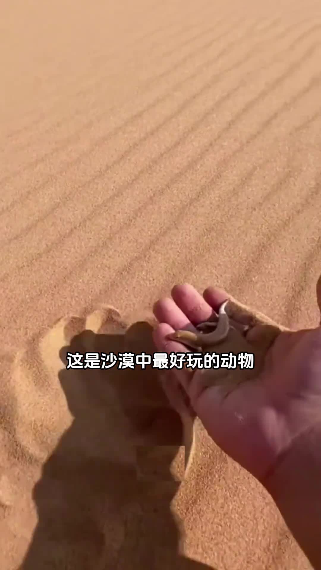 沙漠中最奇怪的动物之一会游泳的沙鱼蜥
