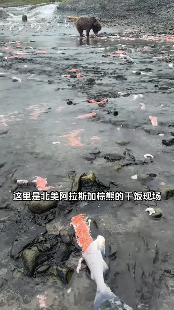 甘脂肥浓的鲑鱼盛宴是棕熊冬季挨饿的重要能量补充