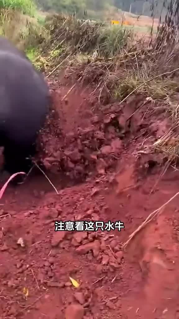 水牛疯狂挖掘泥土难道泥土里有它想要的食物吗