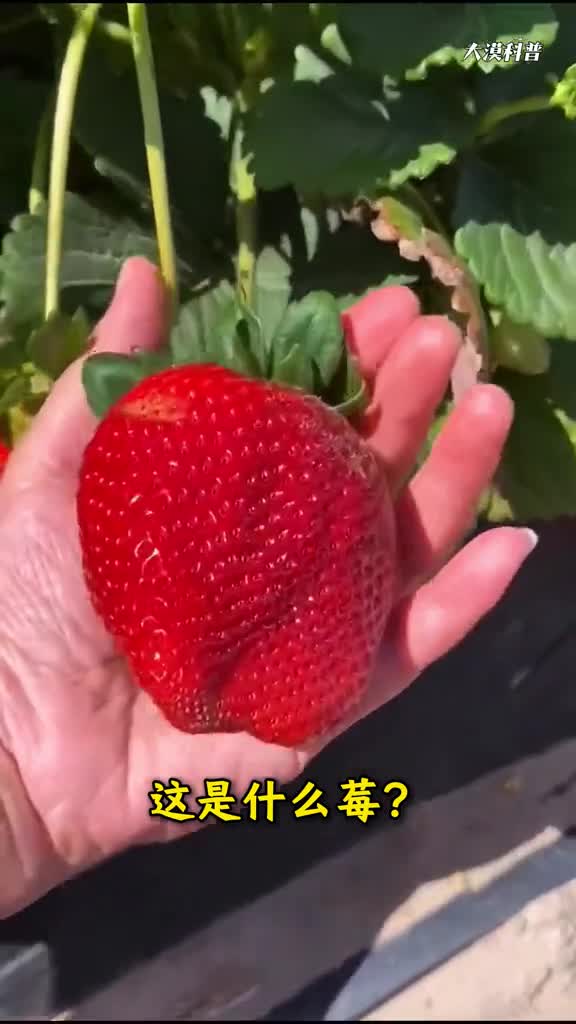 原来mei有这么多种精心收集各种莓果和梅果你吃过几种