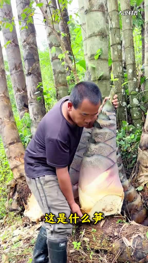 你知道笋有多少种吗精心收集27种不同的笋看看你都吃过几种