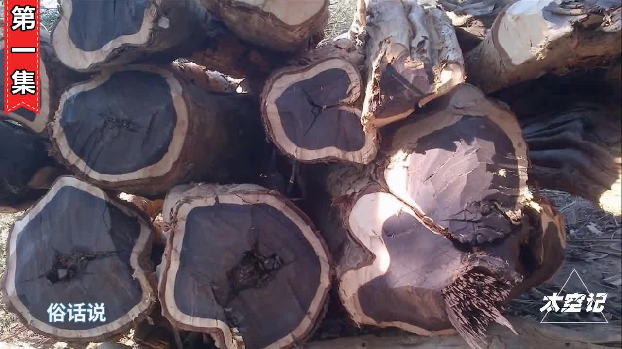 乌木到底是何物为何总能卖出天价