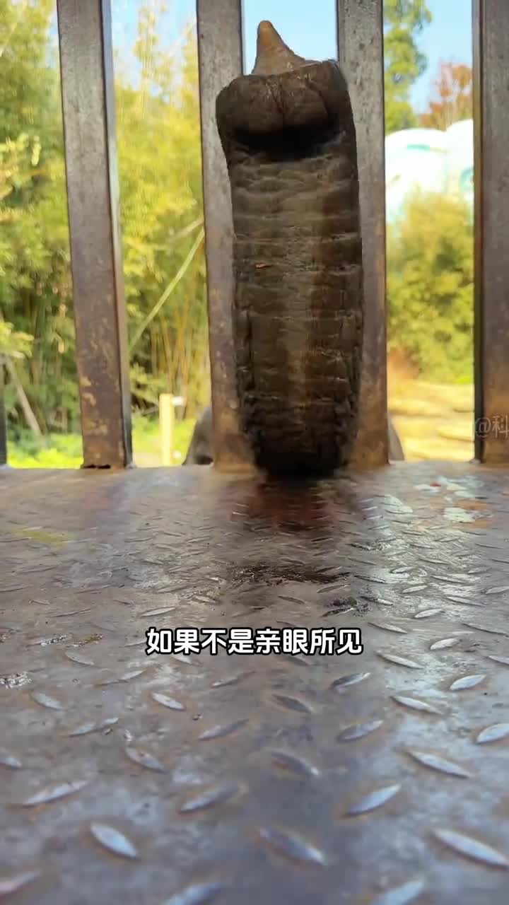 大象的鼻子到底有多灵活令人难以相信