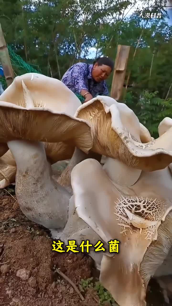 野外遇到这些野生菌能吃吗大漠带你一次性认识45种野生菌