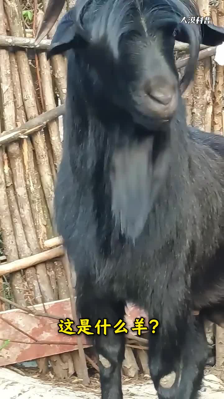 你可能不知道原来羊也有这么多种科普分享30种不同品种的羊