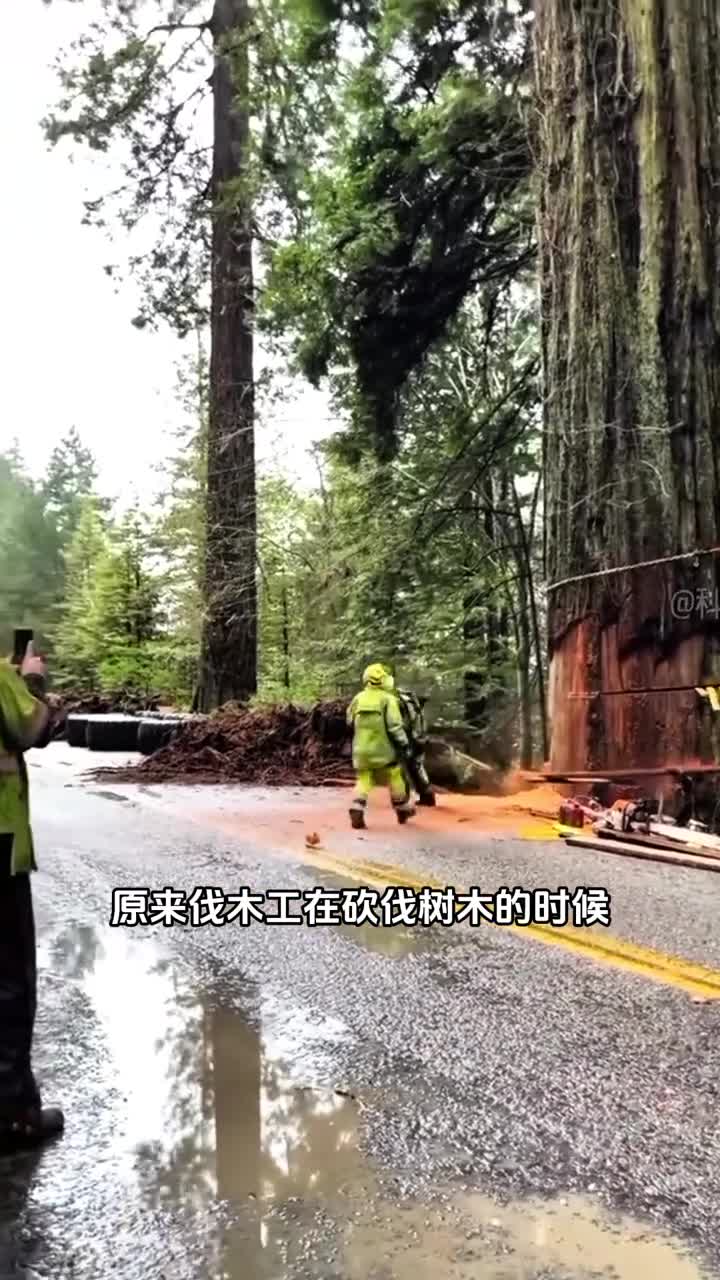 为什么在砍伐大型树木的时候伐木工要赶紧跑