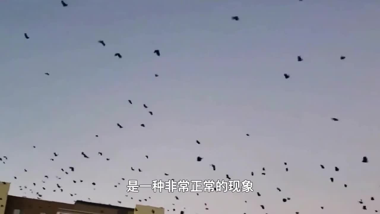 美国大量乌鸦涌入在停车场集体发出哀鸣场面太壮观