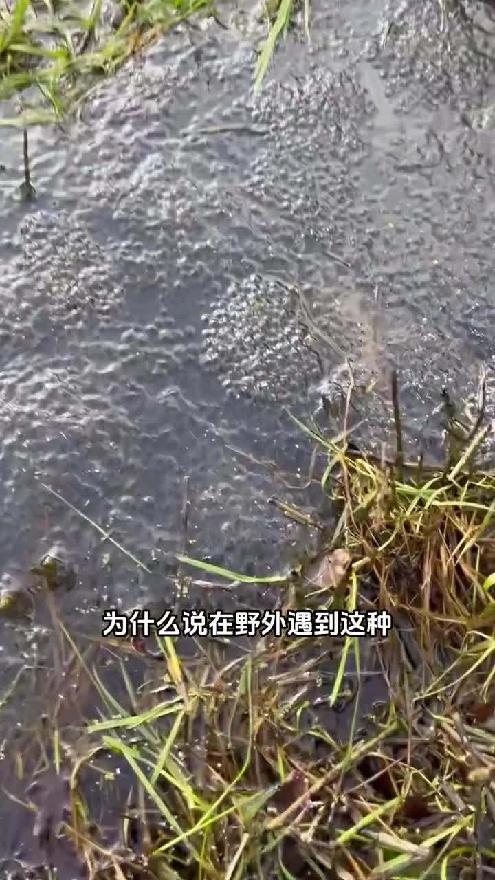 它看起来像是奇亚籽其实是青蛙卵
