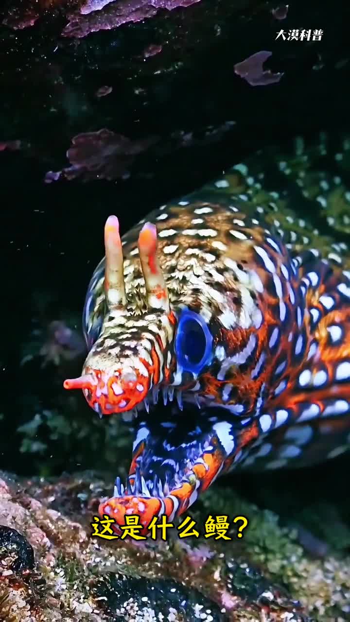 科普分享22种鳗鱼你认识几种