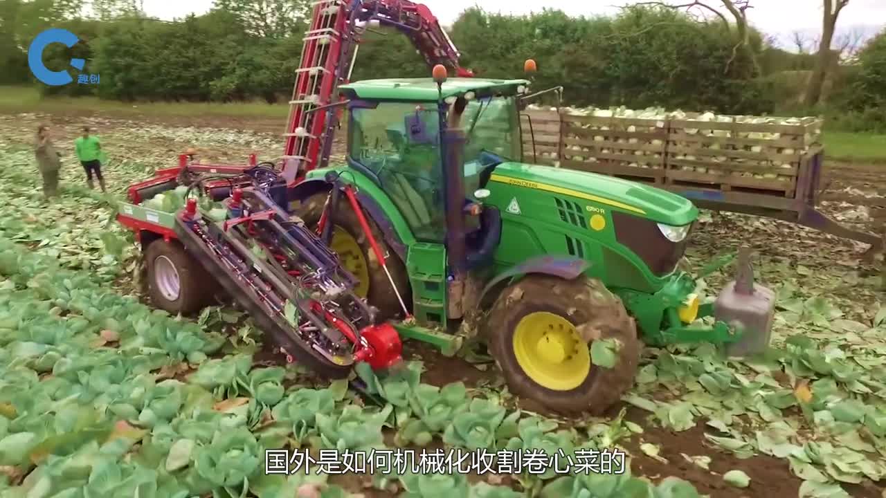神奇的卷心菜收割机能自动去除外表皮