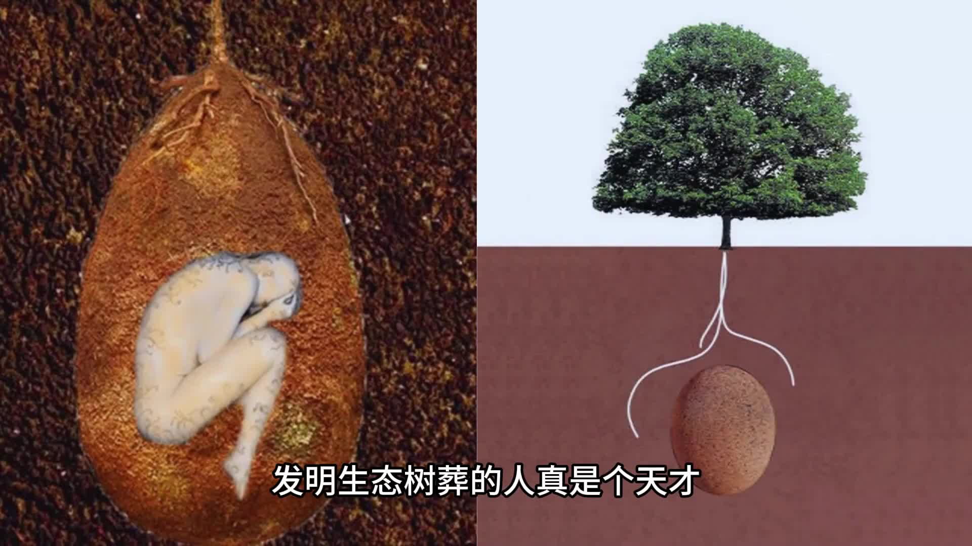 发明生态树葬的人真是个天才