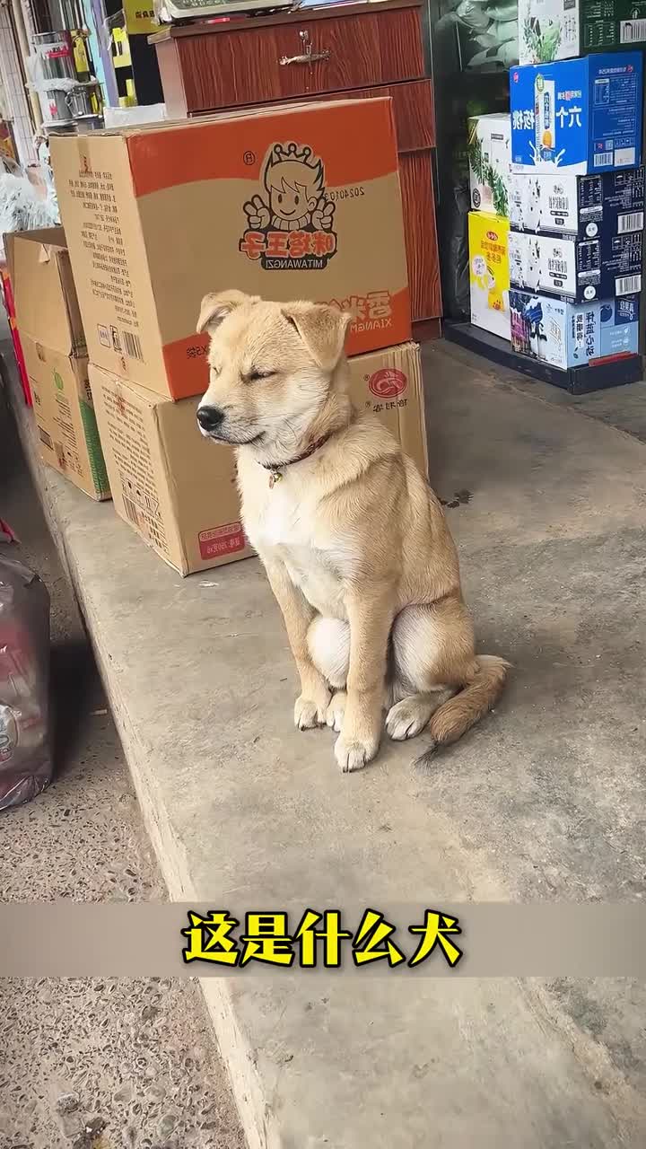 3分钟了解常见的65种犬建议收藏