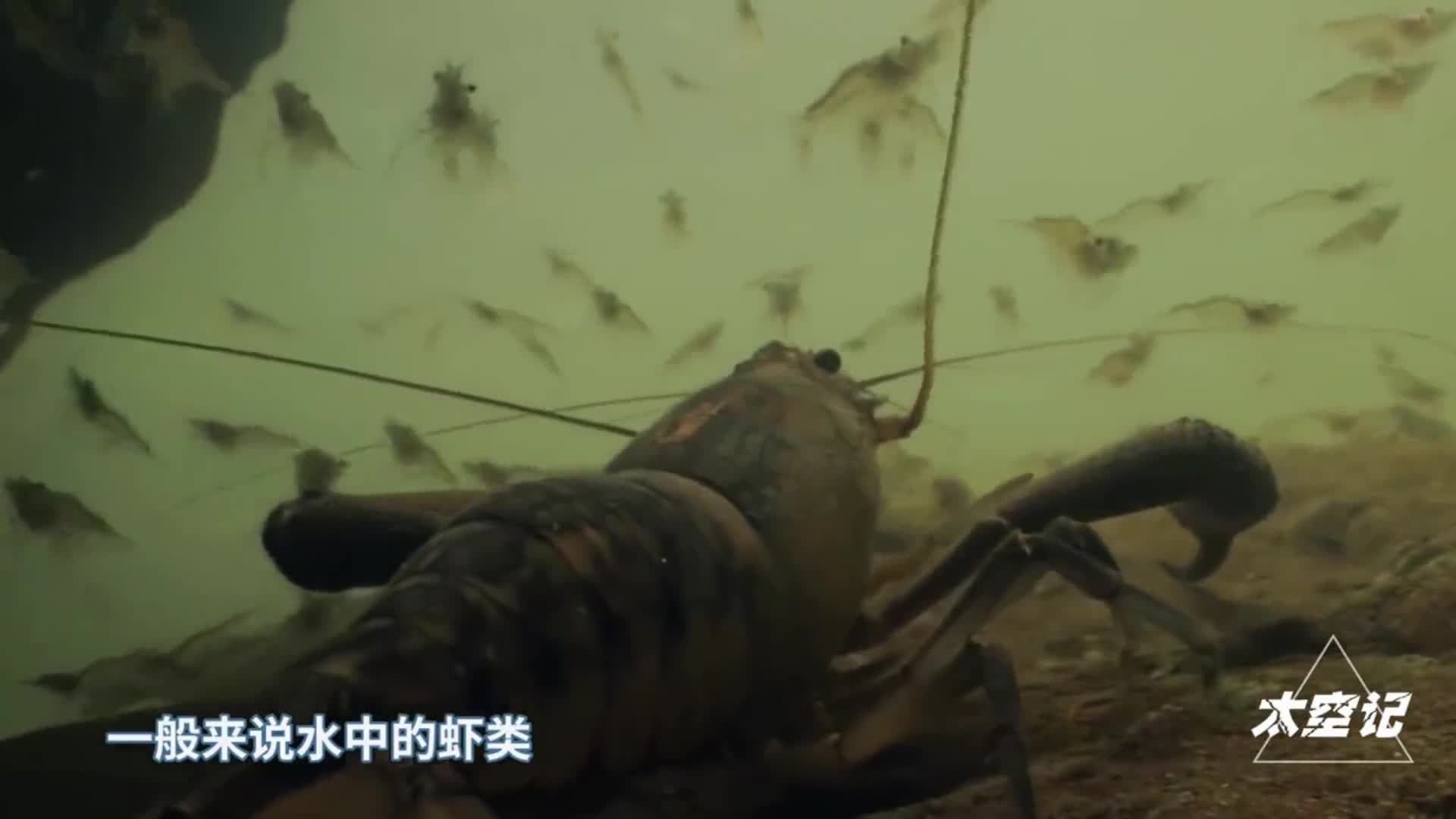 人类发现一种煮不熟的虾在海底水温超过450度的火山口生活