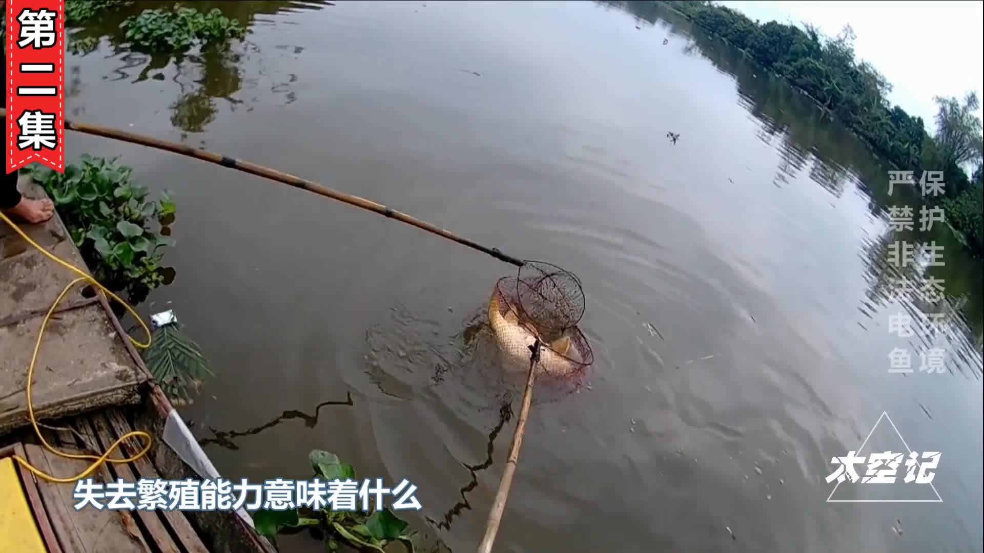 为什么国家要禁止电鱼看看危害就明白了