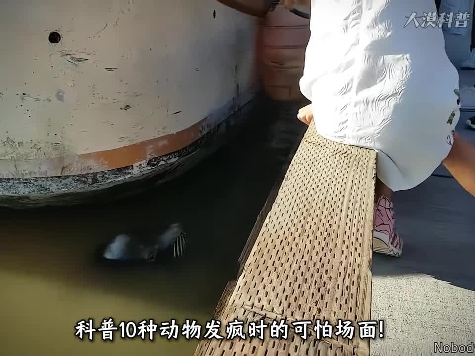 高能预警10种动物突然袭击的惊悚时刻每一幕都令人心惊肉跳