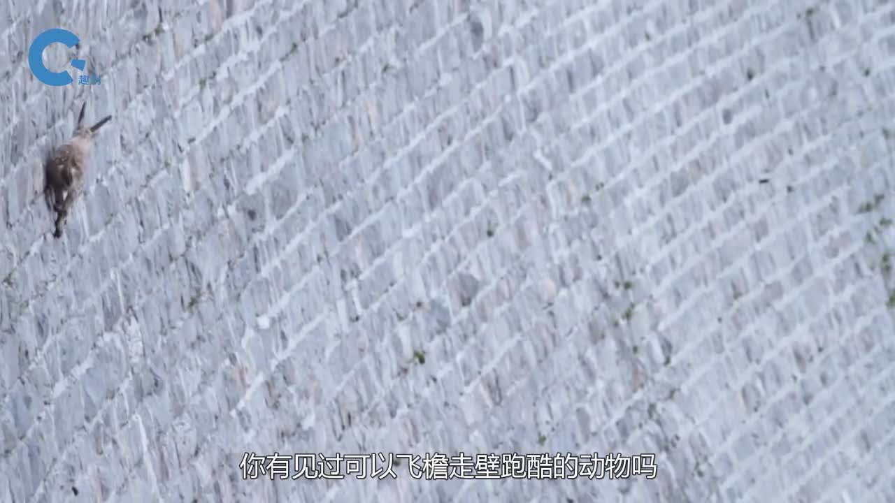 动物跑酷界的天花板爬上几乎垂直的岩壁上竟只为了吃口盐