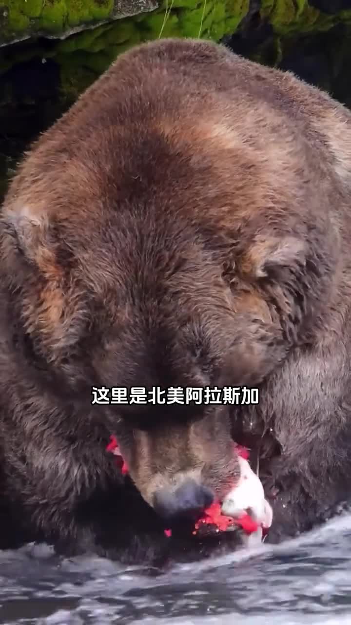 每年秋季鲑鱼产卵时棕熊都会变的很挑剔这是什么原因