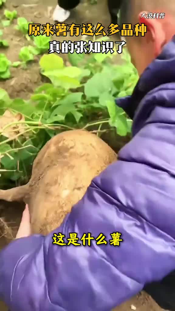 原来薯也有这么多品种大漠带你沉浸式了解19种薯你吃过几种