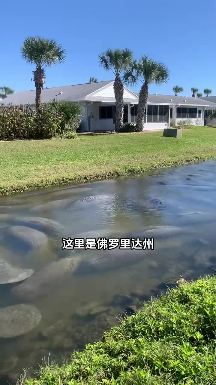 为什么海牛要成群聚集在一起呢