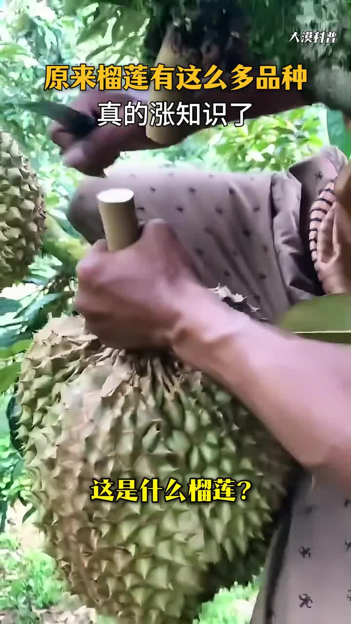 榴莲爱好者建议过来了解一下22种榴莲你吃过几种