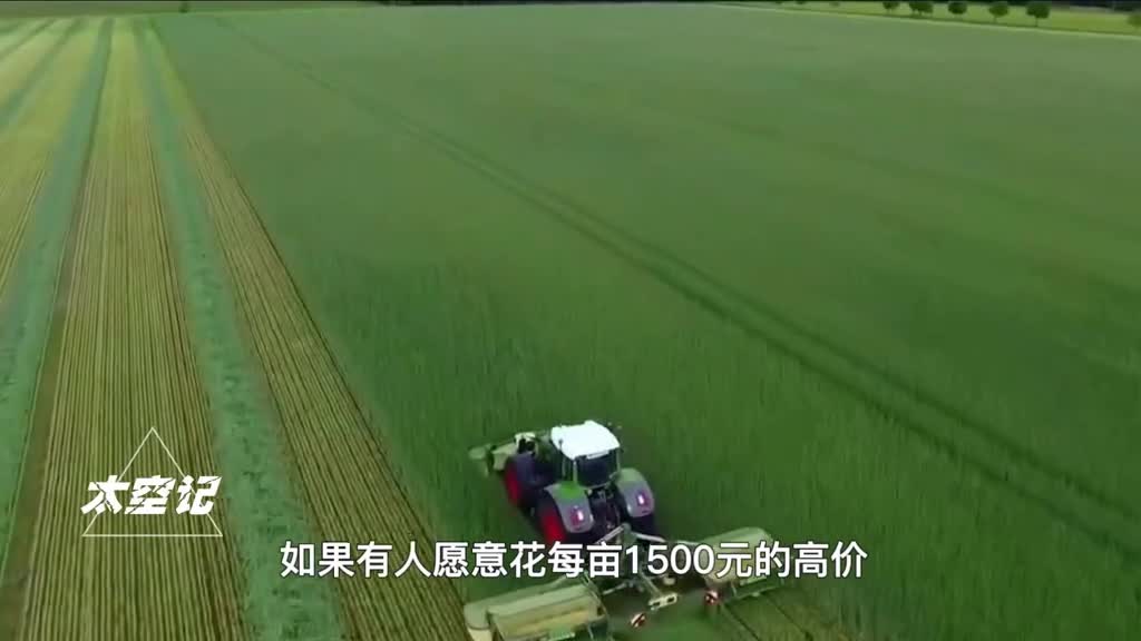 收割未成熟小麦当青储危害国家粮食安全百害而无一利