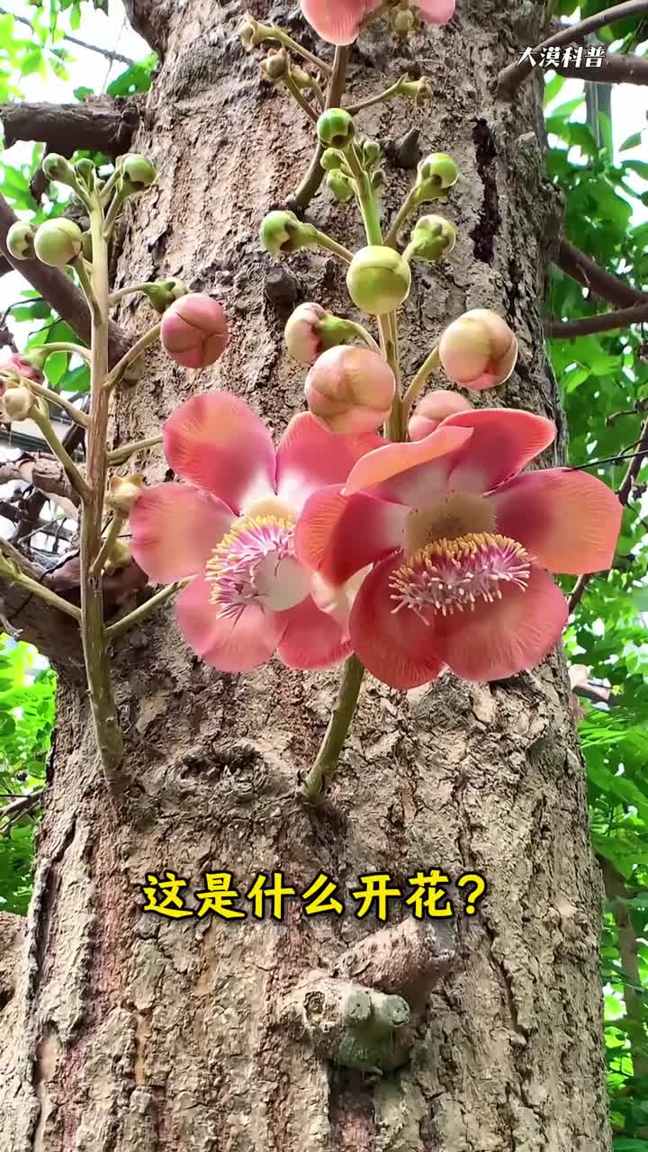 科普分享40种稀有罕见有独特韵味的花你认识几种