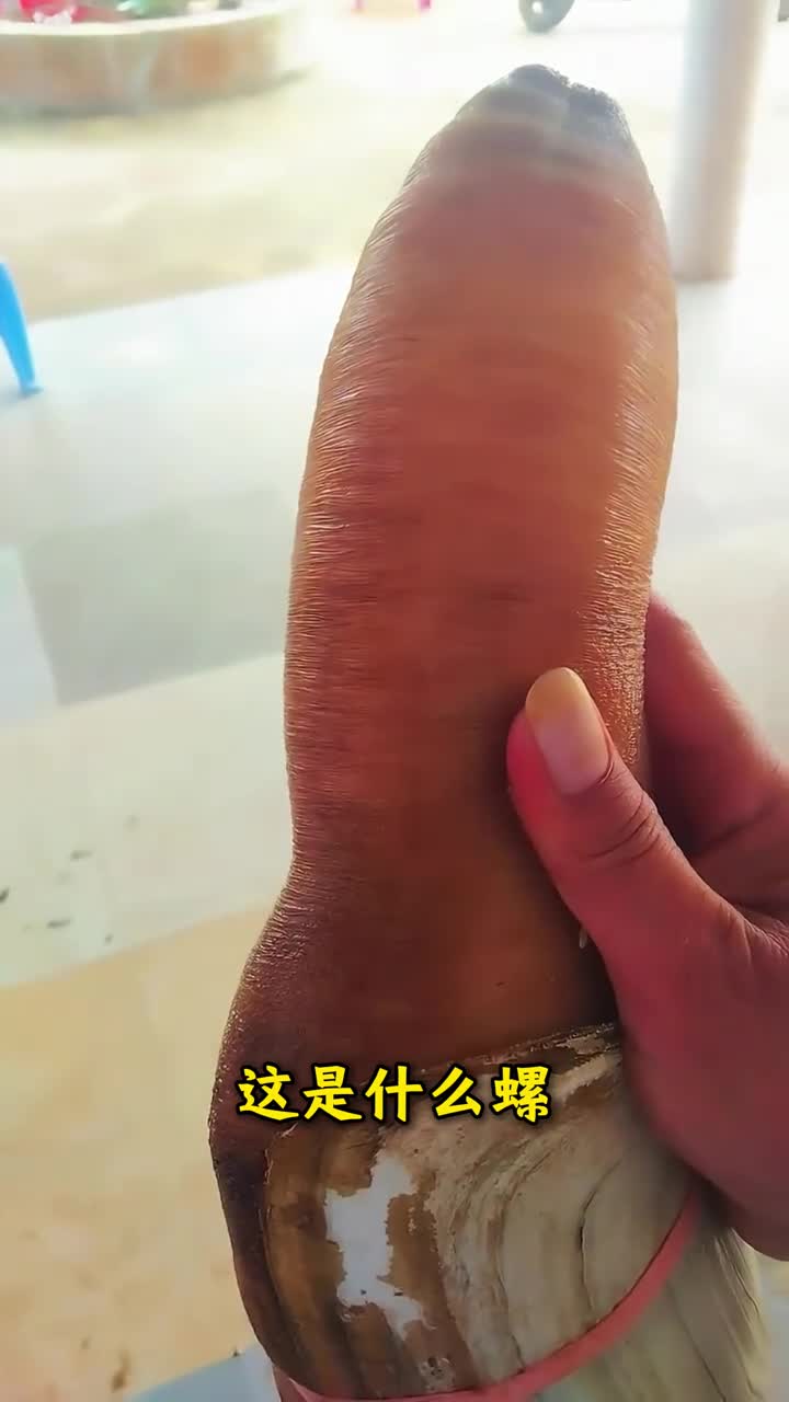 分享科普50种奇奇怪怪的螺