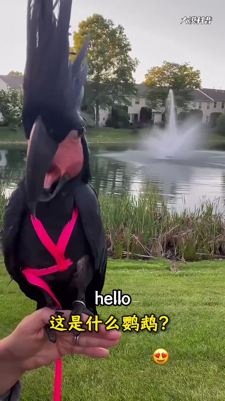 科普分享18种好玩的鹦鹉有趣的灵活万里挑一你认识几种