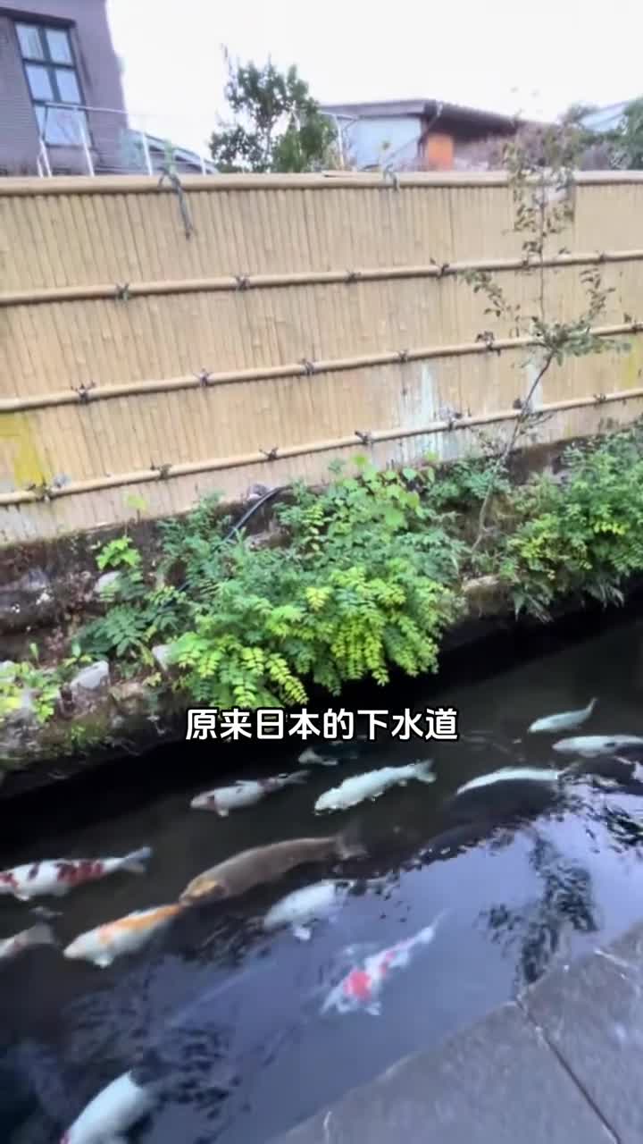 原来日本的排水沟真的可以养鲤鱼一筐鲤鱼直接被倒入下水道
