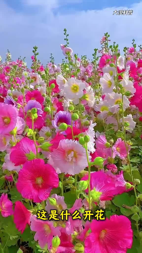 你相册里没有的花抖音让你一饱眼福分享25种独特精致的花