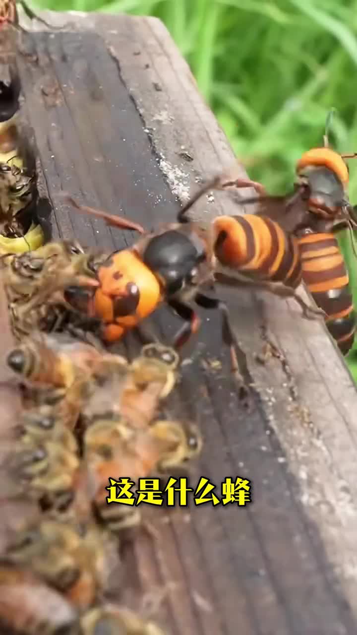 你见过超大个的蜂吗科普分享29种不同品种的蜂