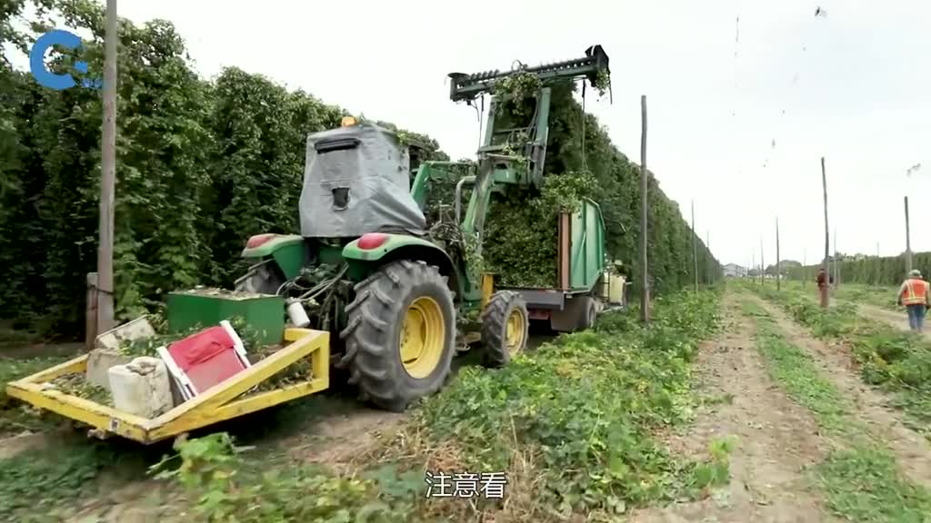 国外如何机械化收割啤酒花沿着根部切割下来