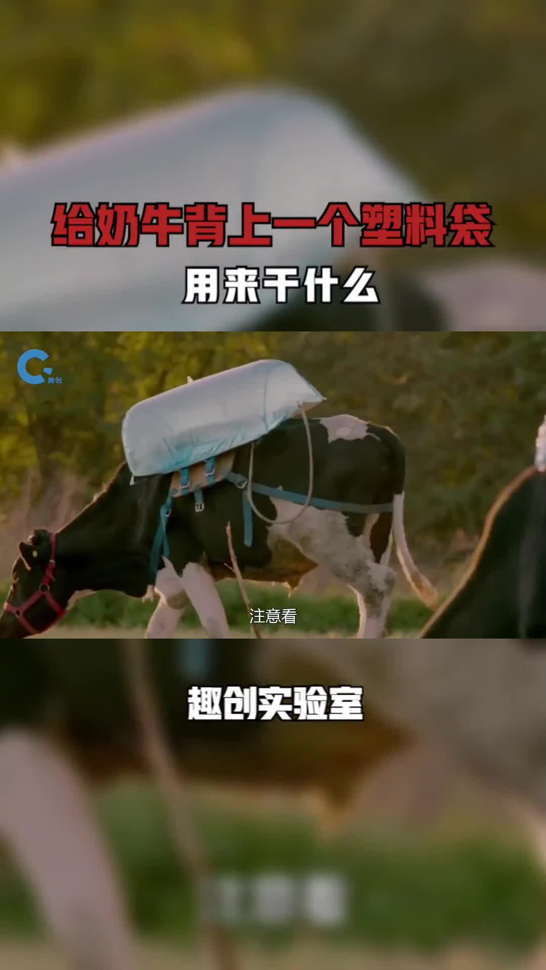 给奶牛背上一个塑料袋专门用来收集牛屁用来干什么