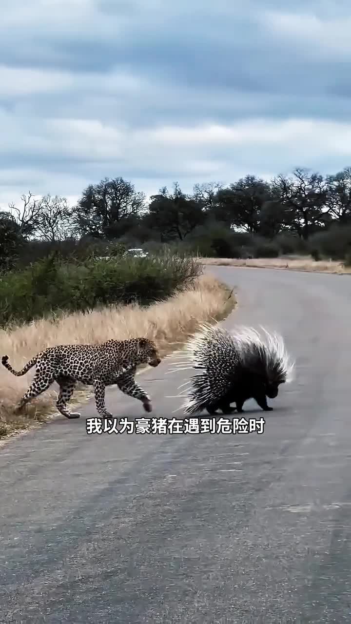 豪猪的刺有多可怕