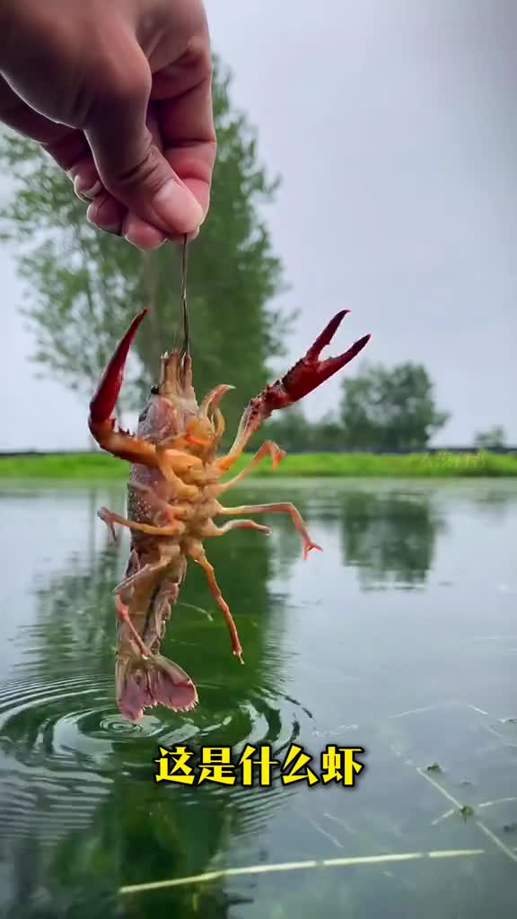 超大个的虾你见过没分享30种不同品种的虾来看看你认识几种