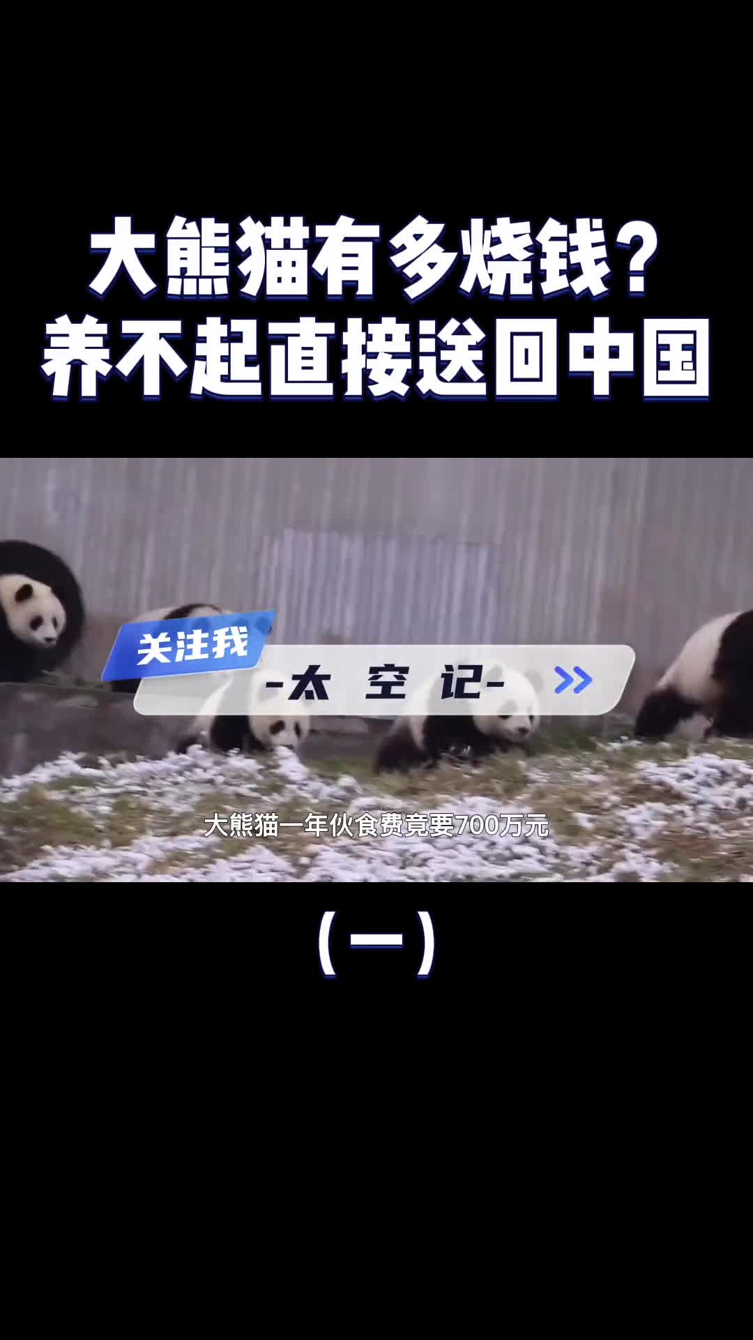 养熊猫到底有多烧钱每年吃掉700万加拿大养不起提前送回我国