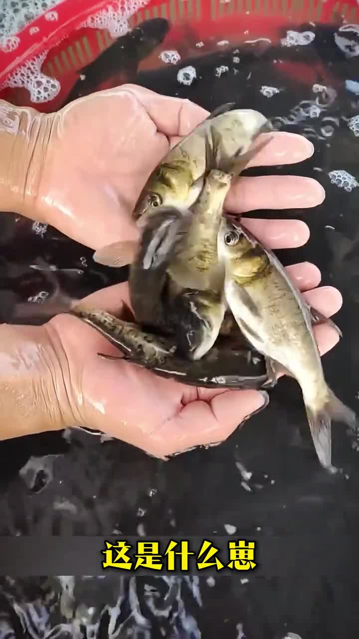 这32种鱼崽你见过几种
