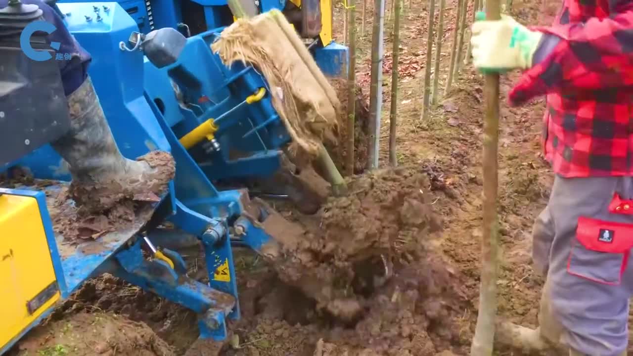 如何机械化挖掘裸根树苗挖树去土一体化