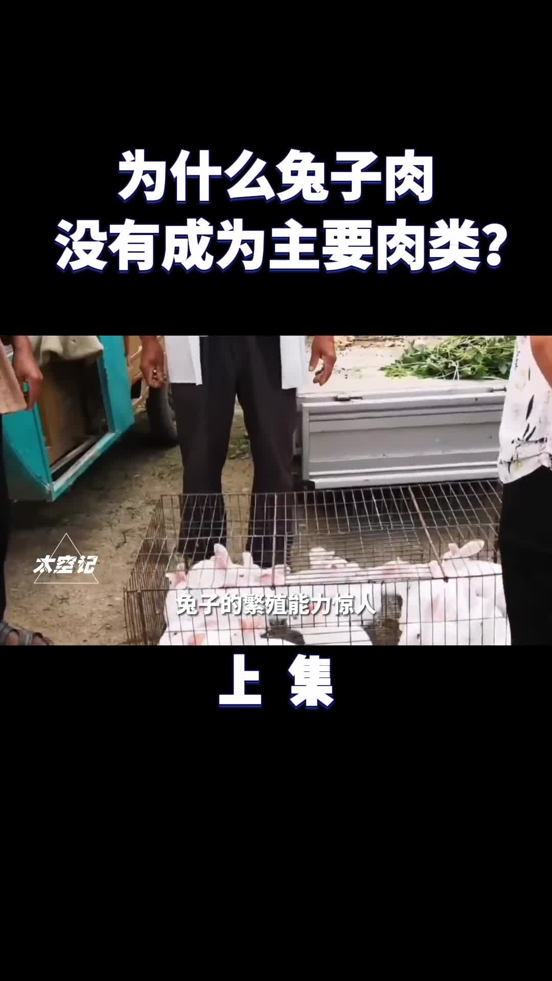 兔子繁殖能力惊人为什么兔肉没成主流美食