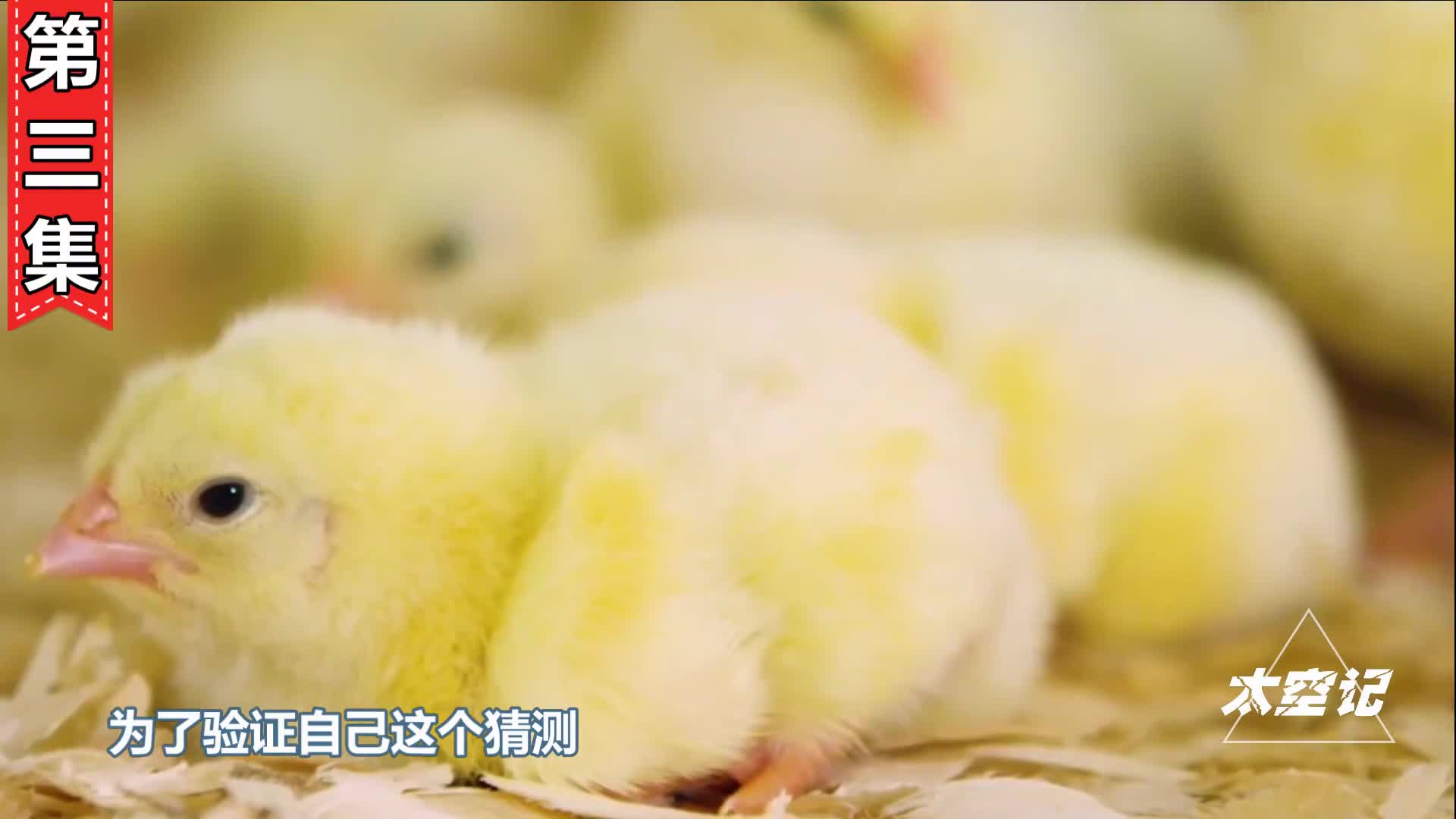 33天就出栏美国抗生素鸡到底有哪些危害