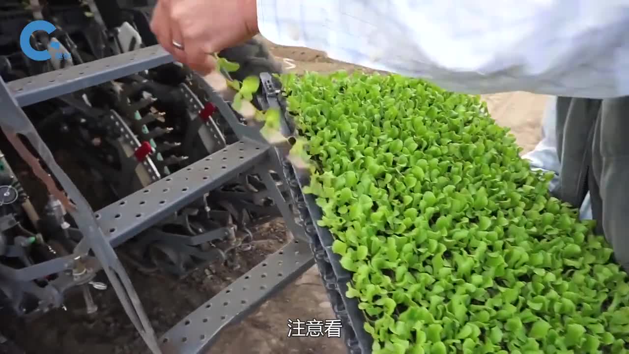 国外研发网格育苗法拖着小车在地里行驶一遍幼苗就种完了