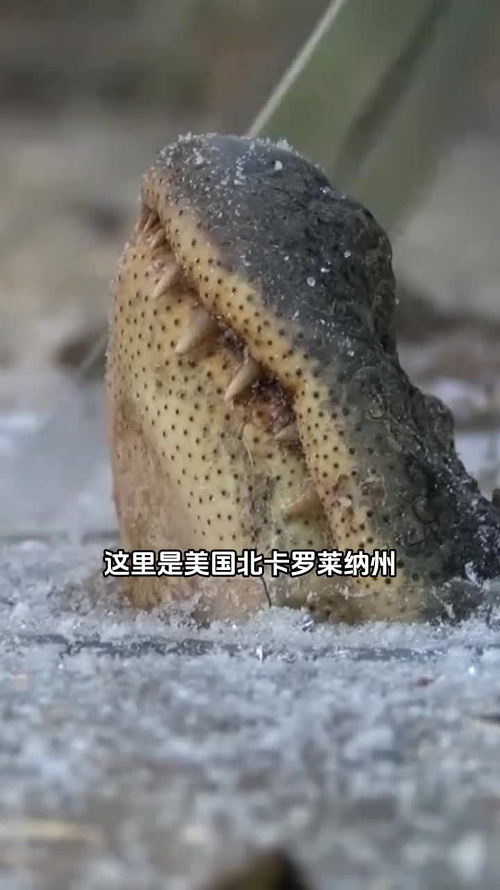 千万不要试图解救冰冻中的鳄鱼不然后果很严重